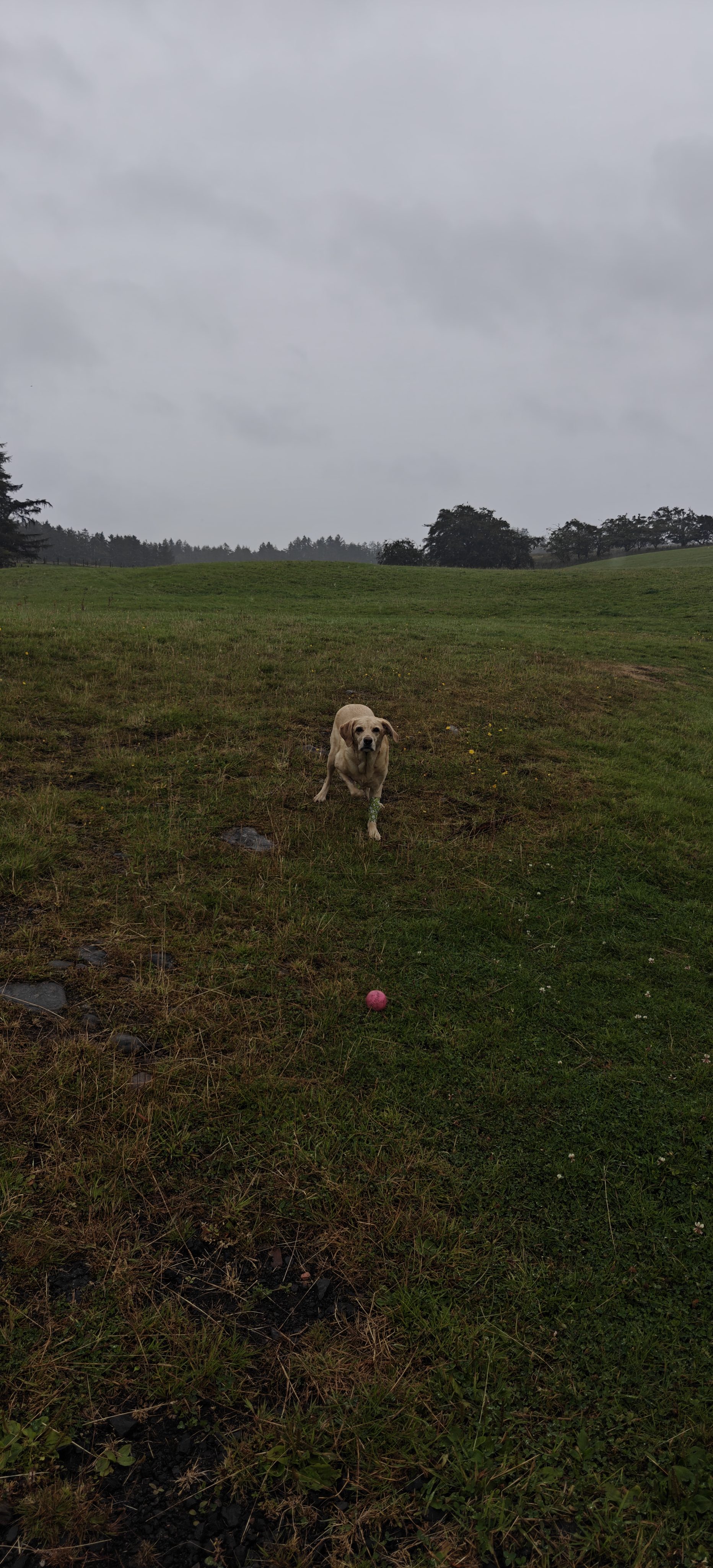 Throw The Ball!